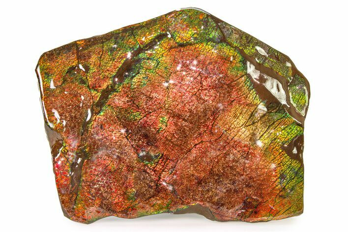 Flashy Ammolite (Fossil Ammonite Shell) - Brilliant Reds #336373